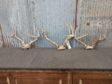 3 Whitetail Racks On Skull Plate