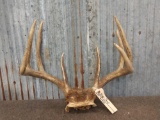 150 Class 4x4 Whitetail Antlers On Skull Plate