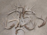 Group of 12 Whitetail Sheds
