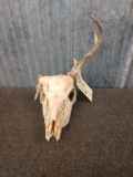 Freak Whitetail Skull