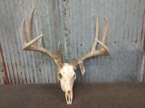 Nice 4x5 Whitetail Rack On Skull