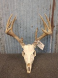 5x5 Whitetail Rack On Skull Plate