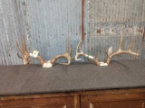 2 Whitetail Racks On Skull Plate