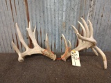 Nice set of Whitetail sheds With Droptines