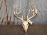 5x5 Whitetail rack on skull