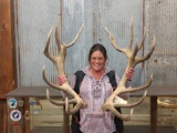Big Red Stag Sheds 21lbs