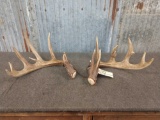 160 Class Whitetail Sheds