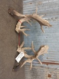 Big set of Whitetail Cuts With Droptines