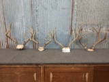 4 Mule Deer Racks On Skull Plate