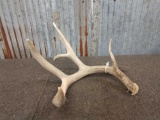 4 Point Whitetail Shed W/ Flyer
