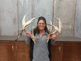 200 - 300 Class Whitetail Cut Off Antlers
