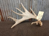 Wild Palmated Whitetail Shed