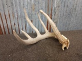 5 Point Whitetail Shed