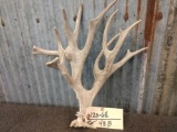 Gnarly Whitetail Shed