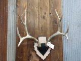 5x5 Mule Deer Rack On Plaque