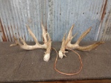 Main Frame 4x5 Whitetail Sheds