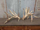 300 Class Whitetail Sheds