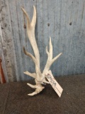 Single Cluster Whitetail Shed