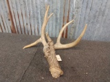 Wild 5 Point Whitetail Shed W/6