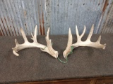 Nice set of Whitetail sheds