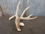 Wild 5 Point Whitetail Shed W/7