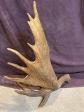 Cool Self Standing Moose Shed