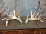 200 Class Whitetail Sheds