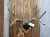 5x5 Mule Deer Rack On Plaque