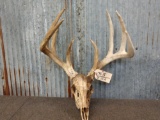 High 150 / Low 160 Class Whitetail Rack On Skull