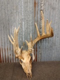 Freak Whitetail Rack On Skull