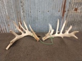 Big Min Typical Whitetail Sheds