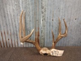 Canadian 4x4 Whitetail Rack On Skull Plate