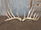 Nice Typical Whitetail Sheds