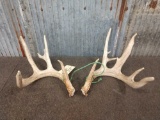 4x5 Whitetail Sheds