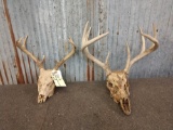 2 Whitetail Racks On Skull