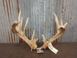 200 Class Whitetail Cuts