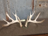 4x5 Whitetail Sheds