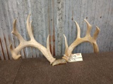 5x5 Whitetail Sheds On Repro Skull Plate