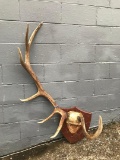 Freak 6x1 Elk antlers On Plaque