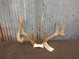 4x4 Whitetail Sheds Mounted On Repro Skull Plate