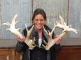 Big Set Of Whitetail Sheds Great color