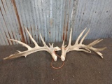 Gnarly Whitetail Sheds