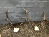 2 Sets Of Elk Antlers On Skull Plate
