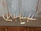 Group of 4 Nice Left Side Whitetail Sheds