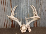 Main Frame 5x5 Whitetail Rack On Skull Plate