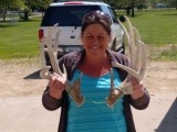 Set of Whitetail Shed Antlers