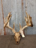 Mid 209 Class Whitetail Rack On Skull