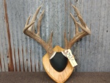 Main Frame 5x5 Whitetail Rack On Plaque