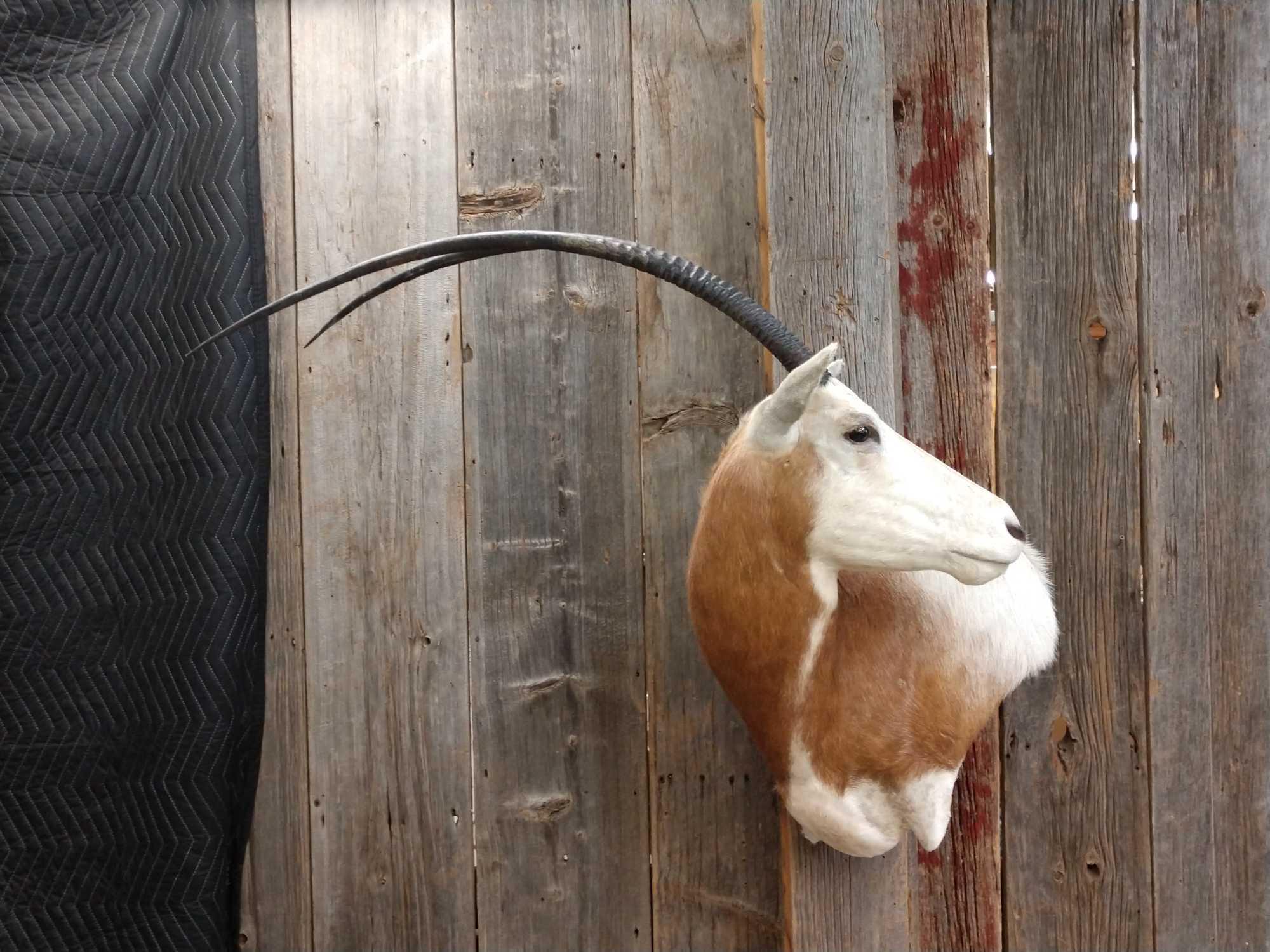 Scimitar Horned Oryx Mount