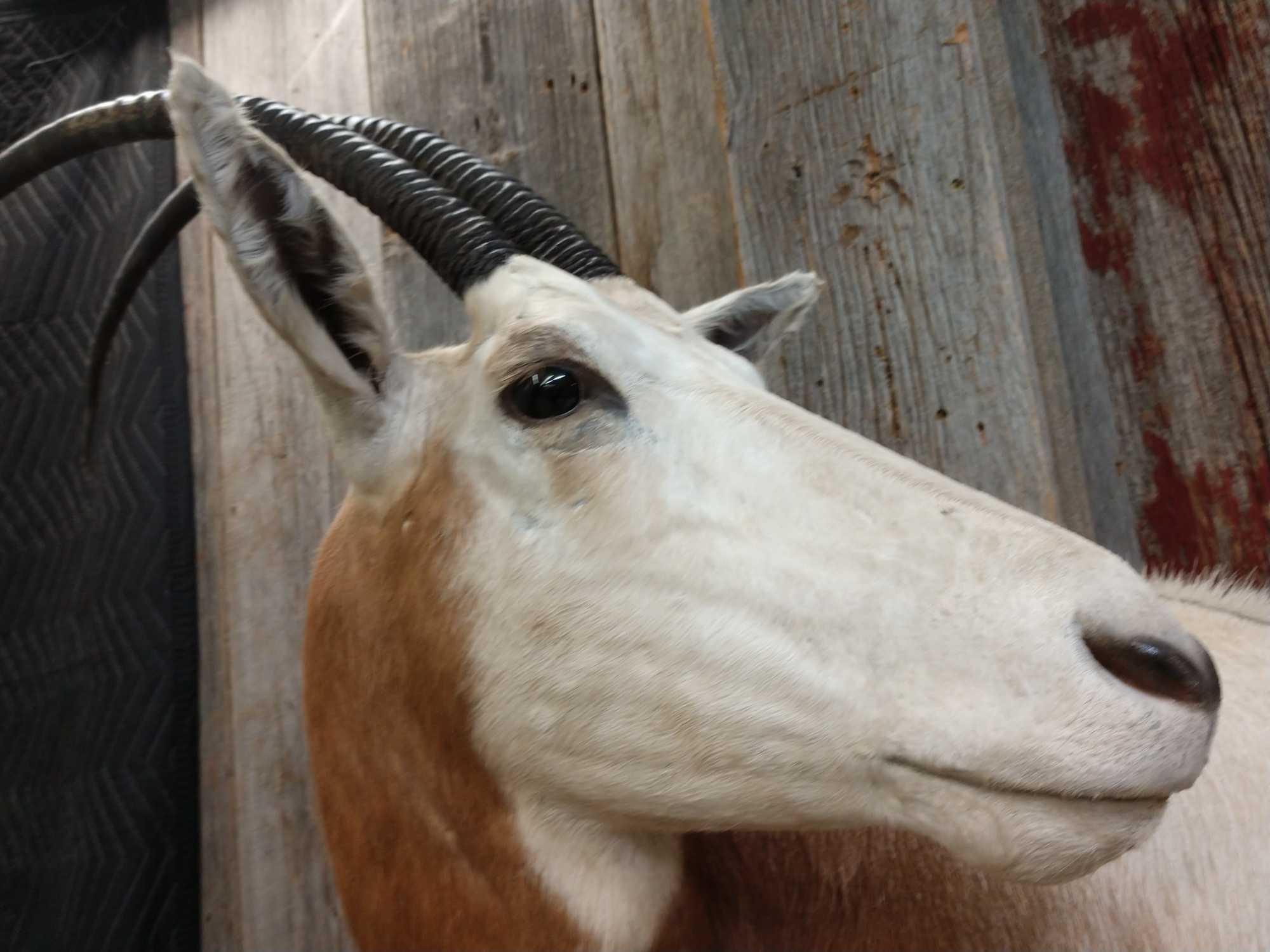 Scimitar Horned Oryx Mount